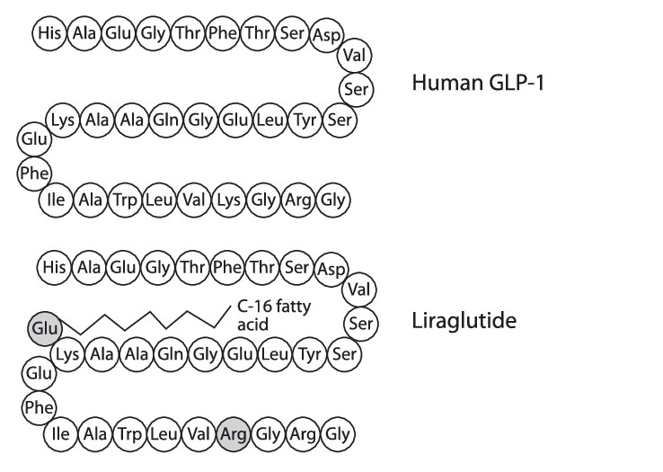 Liraglutid hat 97% Homologie der Aminosäuresequenz zu endogenem GLP-1.