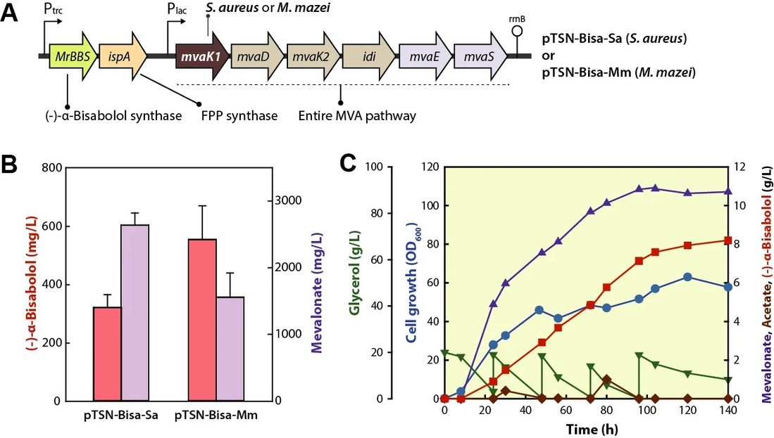 Einführung von MvaK1 aus M. mazei zur Verbesserung der (−)-α-Bisabolol-Produktion