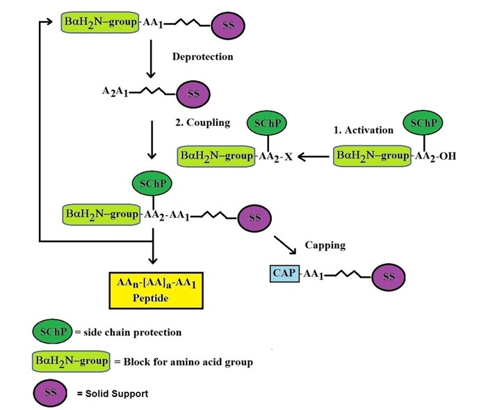 Diagramm der Festphasen-Peptidsynthese auf Harz, das die Schritte der Deprotection, Aminosäurekopplung mit Reagenzien und die endgültige Spaltung zur Freisetzung des Peptids zeigt.