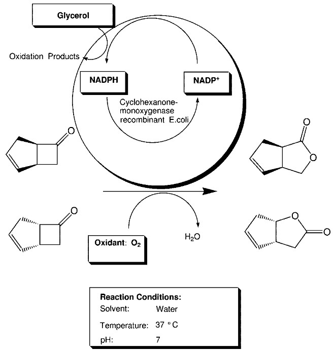 Die erste asymmetrische Baeyer−Villiger-Oxidation im 200‑L-Maßstab unter Einsatz eines Ganzzell-Biokatalysators