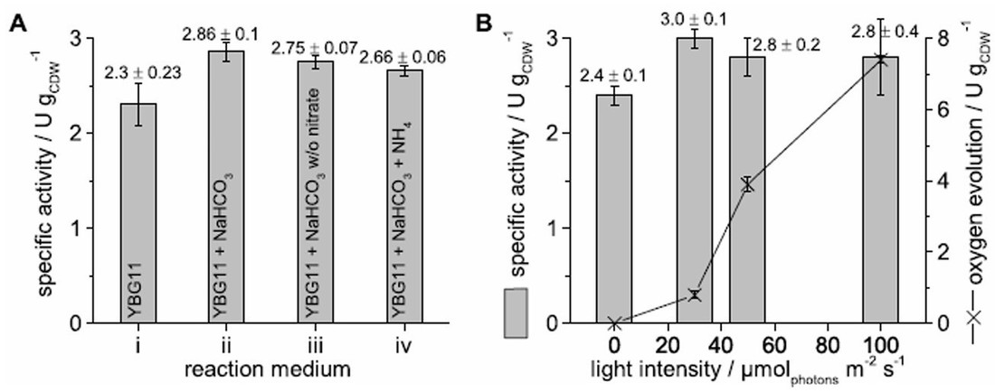 Stabilisierung und Scale-up der photosynthesegetriebenen ω‑Hydroxylierung von Nonansäuremethylester mittels Zweiphasen-Ganzzell-Biokatalyse