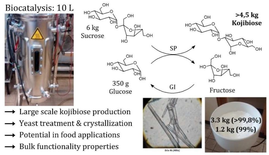 Biokatalytische Synthese des seltenen Zuckers Kojibiose
