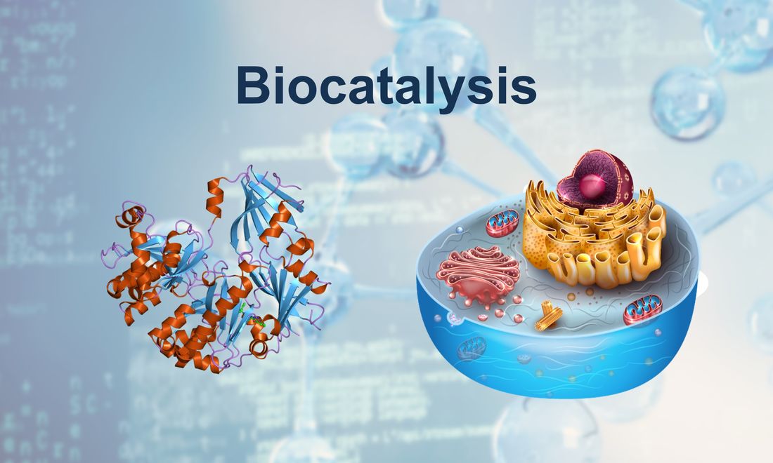 Biologische Katalysatoren umfassen Enzyme und Ganzzell-Systeme