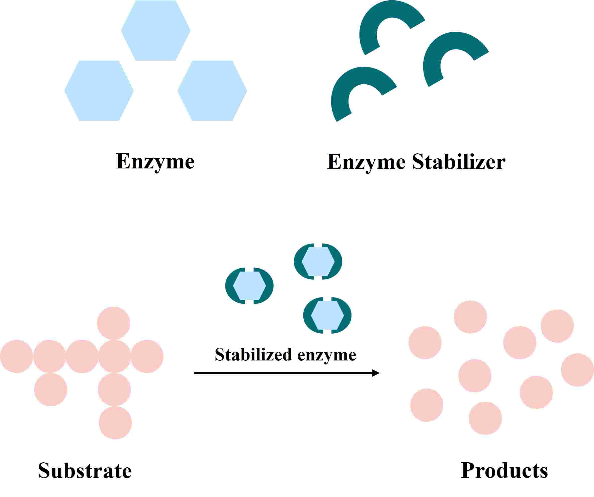 Funktion von Enzymstabilisatoren.