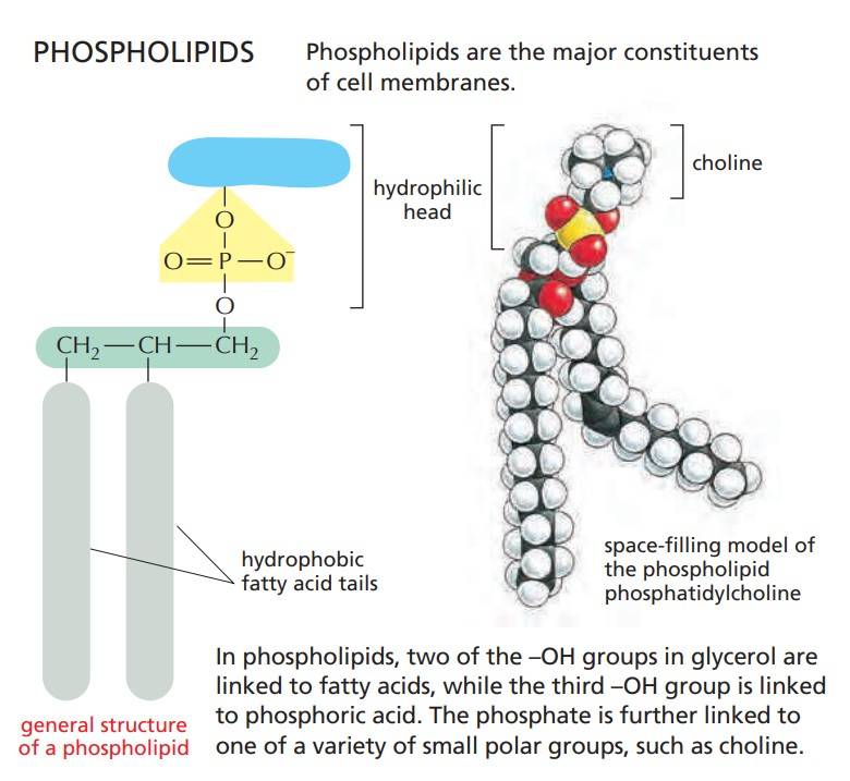 Phospholipide bestehen aus einem hydrophilen Kopf und hydrophoben Fettsäure-Schwänzen.