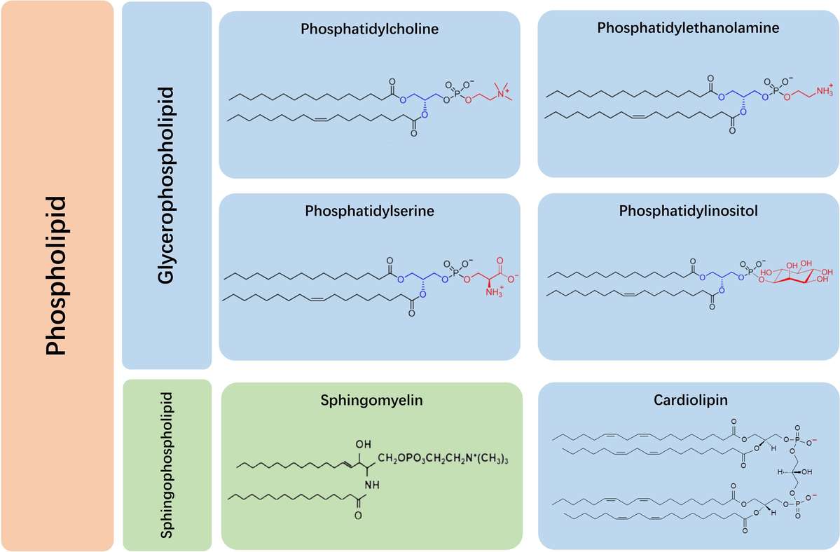 Häufige Kategorien von Phospholipiden: Glycerophospholipide und Sphingophospholipide.