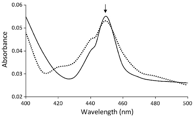 Heterologe Expression humaner Cytochrome P450 2D6 und CYP3A4 in Escherichia coli und deren funktionelle Charakterisierung
