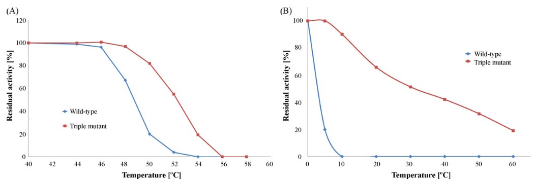 Thermostabilisierung der Xylanase aus Bacillus circulans durch computergestütztes Design einer flexiblen Oberflächenkavität
