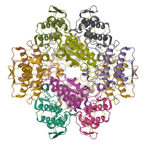 Kristallstruktur der Phospholipase A2