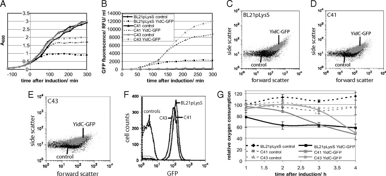 Feinabstimmung von Escherichia coli für die Überexpression von Membranproteinen