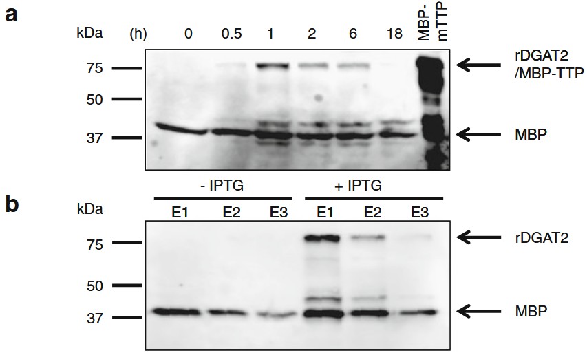 Expression und Reinigung rekombinanter Diacylglycerol-Acyltransferase 2 aus dem Tungbaum