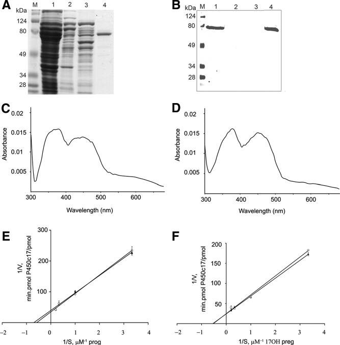 Hochergiebige Expression eines katalytisch aktiven membrangebundenen Proteins: humane P450-Oxidoreduktase