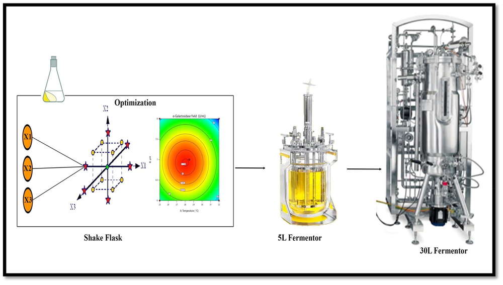Statistical optimization and sequential scale-up of α-galactosidase production by Actinoplanes utahensis B1 from shake flask to pilot scale