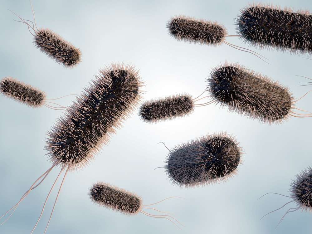 E.-coli-Enzymexpressionsservice