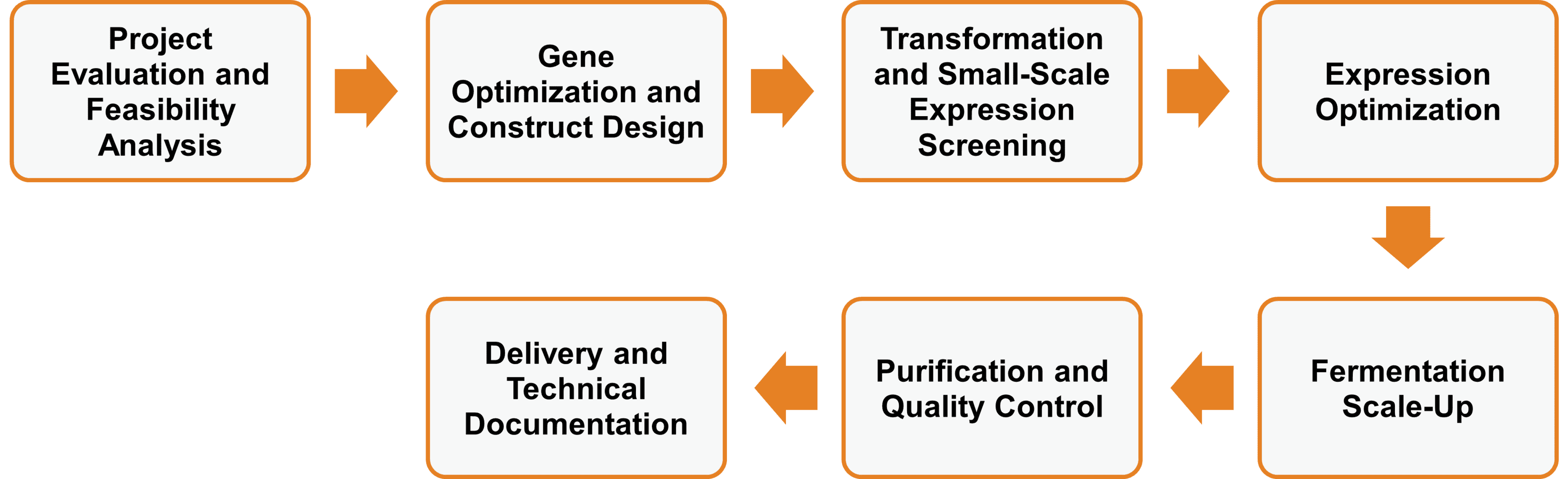 Service-Workflow der Enzymexpression im E.-coli-System