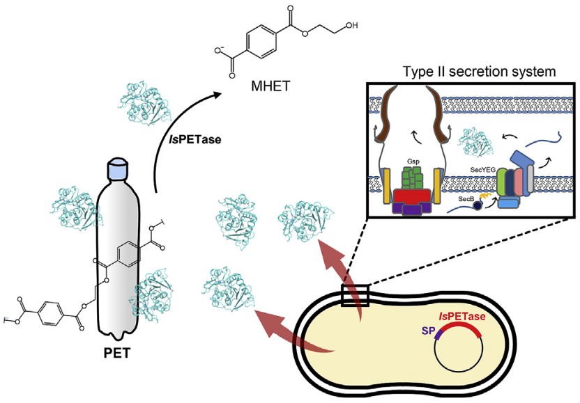 Produktion extrazellulärer PETase aus Ideonella sakaiensis unter Verwendung Sec-abhängiger Signalpeptide in E. coli