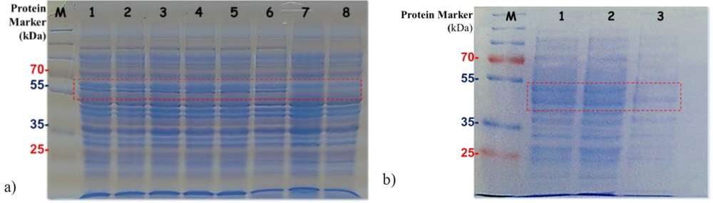 Simultane Produktion von Alpha- und Beta-Amylase unter Verwendung separater genhaltiger rekombinanter Vektoren in denselben Escherichia-coli-Zellen