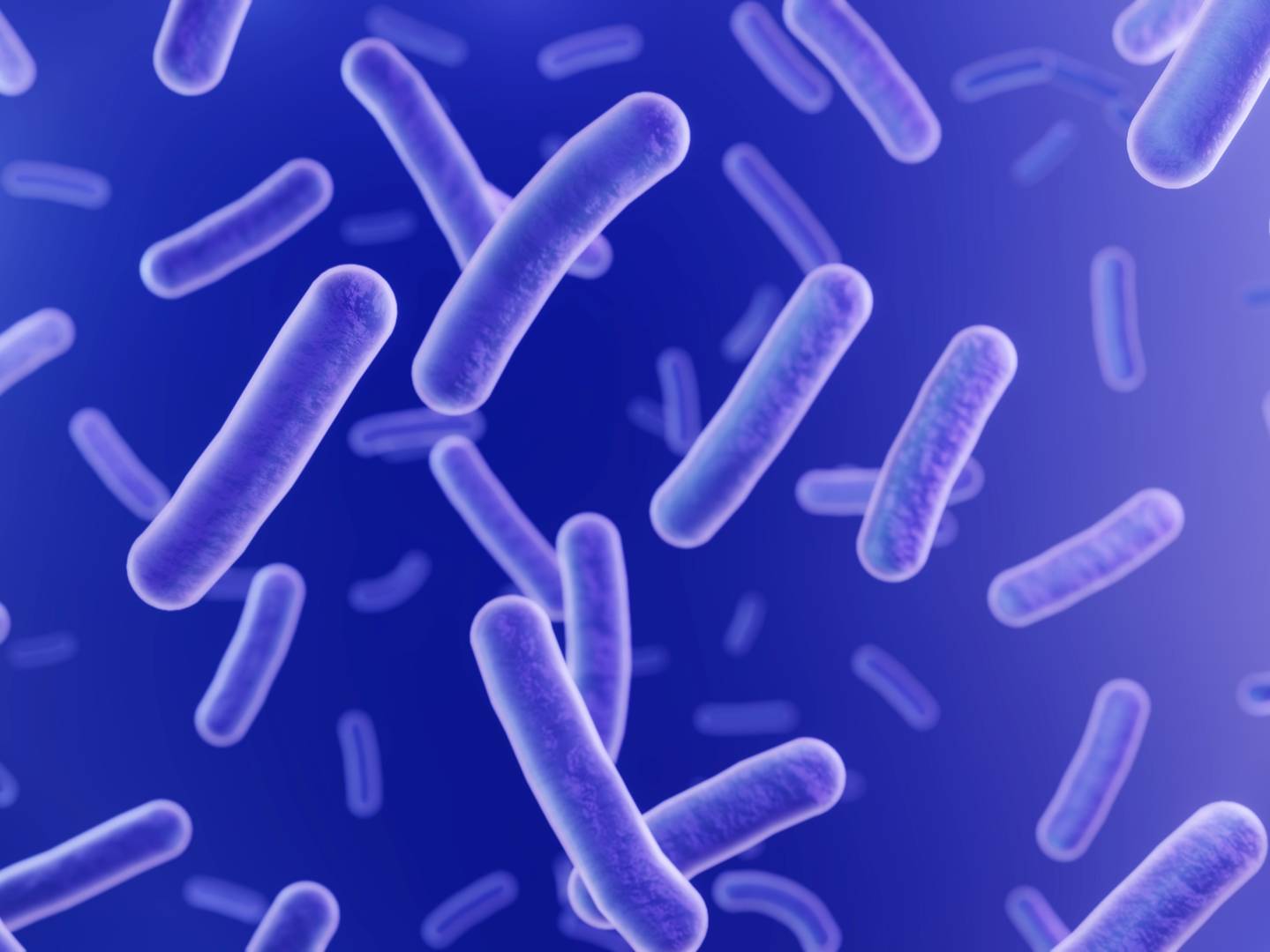 Bacillus-Bakterien