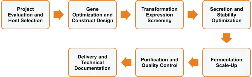 Workflow der Bacillus-basierten Dienstleistungen zur Enzymexpression und -produktion