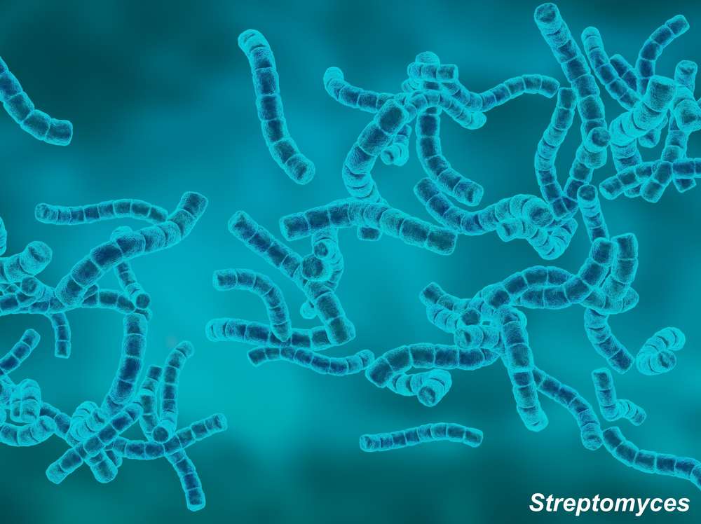 Enzymexpression in anderen bakteriellen Wirten, z. B. Streptomyces