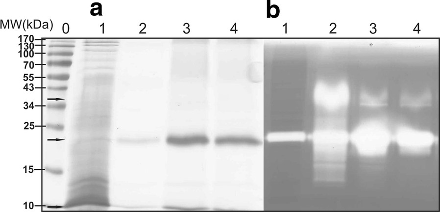 Extrazelluläre Produktion der konstruierten thermostabilen Protease Pernisin aus Aeropyrum pernix K1 in Streptomyces rimosus