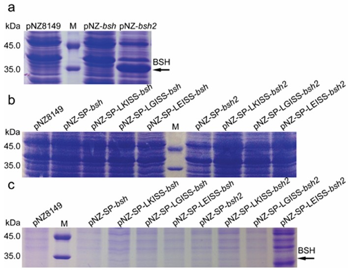 Codon- und Propeptid-Optimierungen zur Verbesserung der Food-Grade-Expression der Gallensalz-Hydrolase in Lactococcus lactis