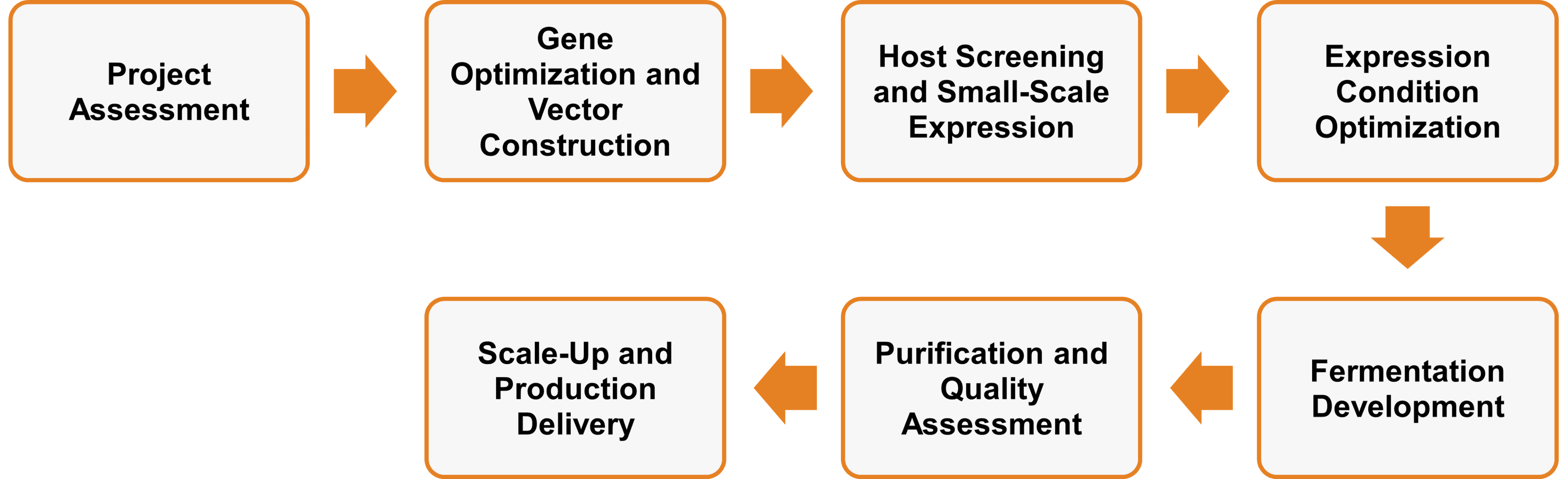 Service-Workflow der Enzymexpression in bakteriellen Systemen