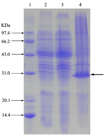 Expression und Produktion rekombinanter cis-Epoxysuccinat-Hydrolase in Escherichia coli unter Kontrolle eines temperaturabhängigen Promotors