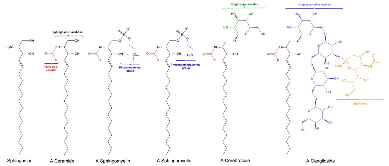 Strukturen von häufigen Sphingolipiden: Sphingosin, Ceramid, Sphingomyelin, Cerebrosid und Gangliosid.