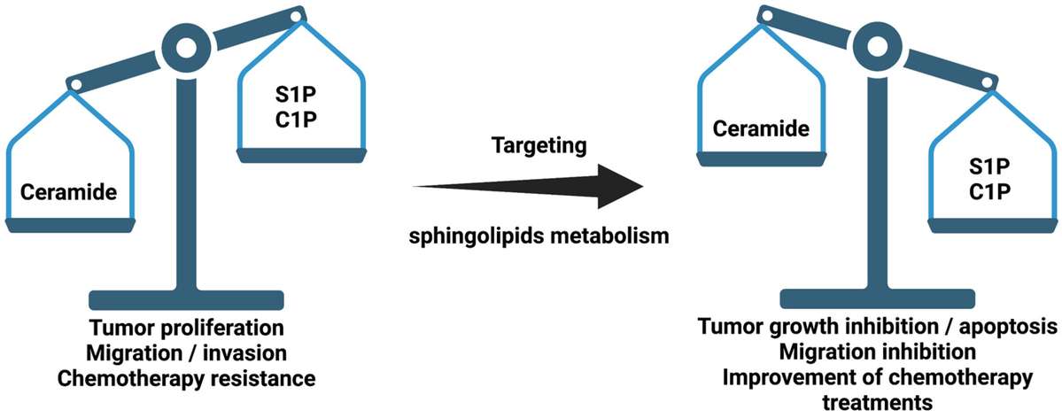 Das Sphingolipid-Verhältnis (Ceramid/S1P+C1P) ist mit Krebs assoziiert.