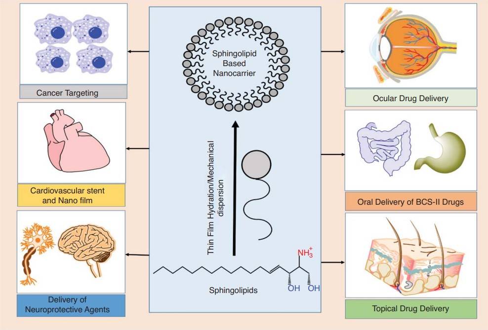 Anwendungen von sphingolipidbasierten Nanocarriern: Krebszielgerichtetheit, kardiovaskulärer Stent und Nanofilm, Abgabe neuroprotektiver Mittel, okulare Arzneimittelabgabe, orale Abgabe von BCS-II-Arzneimitteln und topische Arzneimittelabgabe.