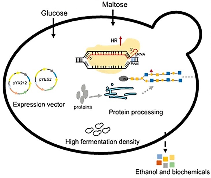 Protein expression pathway in S. cerevisiae cells