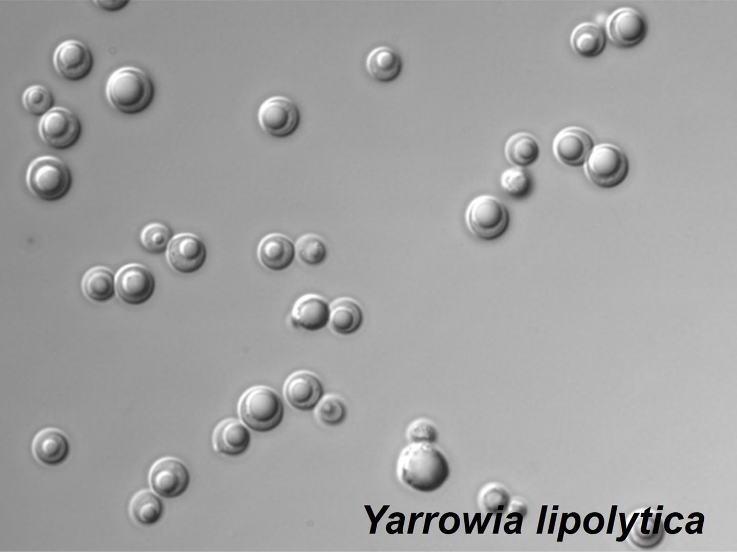 Andere Hefewirte als Enzym-Expressionssystem, z. B. Yarrowia lipolytica