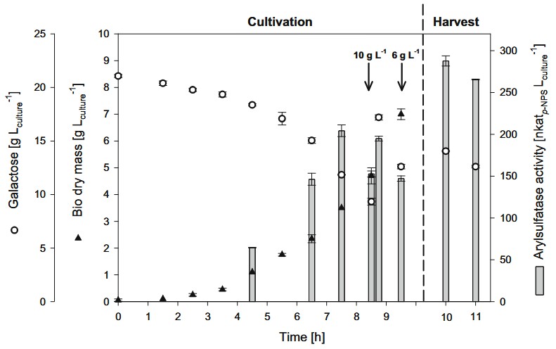 Engineering der heterologen Enzymsekretion in Yarrowia lipolytica