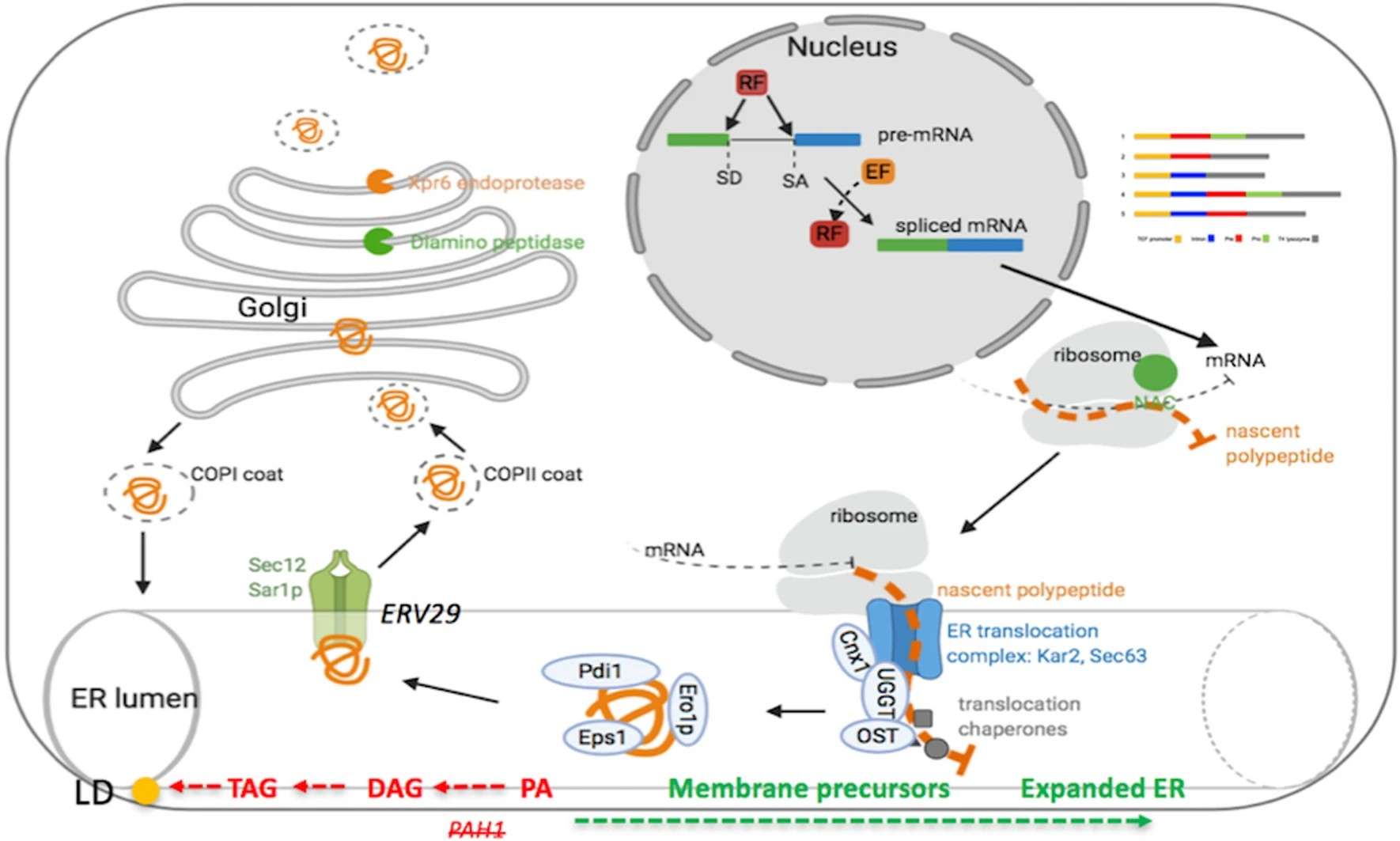 Homologe Expression und biochemische Charakterisierung der Arylsulfatase aus Kluyveromyces lactis und ihre Relevanz in der Milchverarbeitung