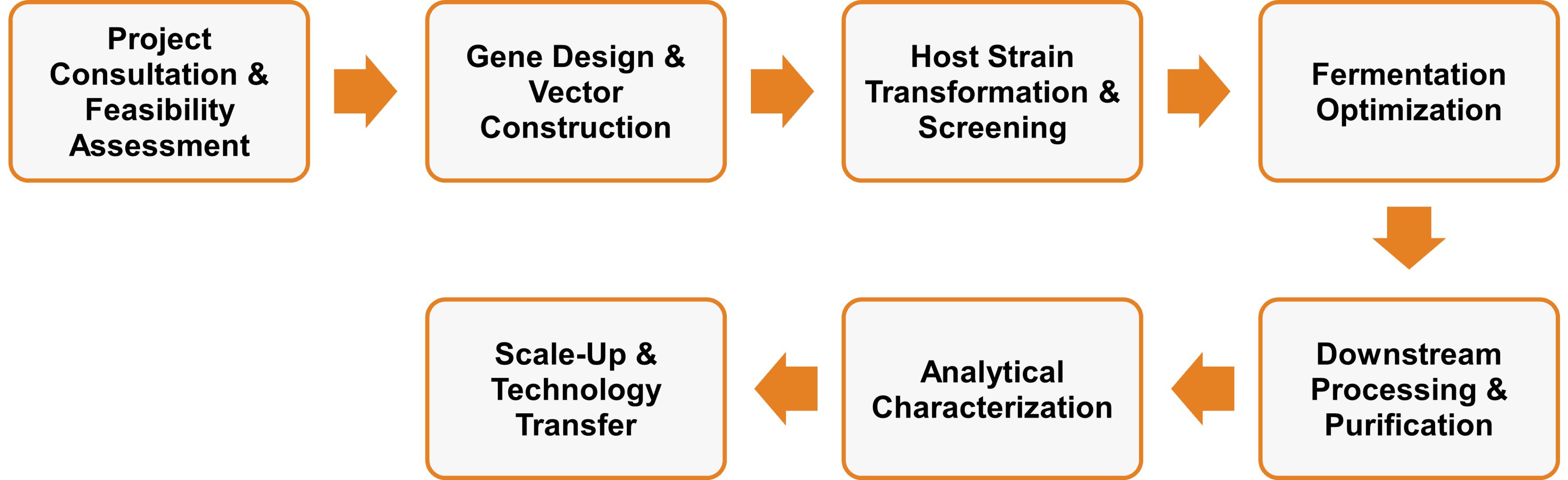 Workflow der Dienstleistungen zur Enzymexpression und -produktion in Hefesystemen
