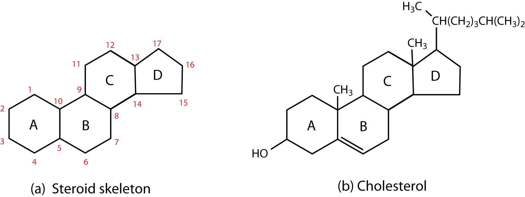 Chemische Struktur des Steroidgerüsts und Cholesterin.