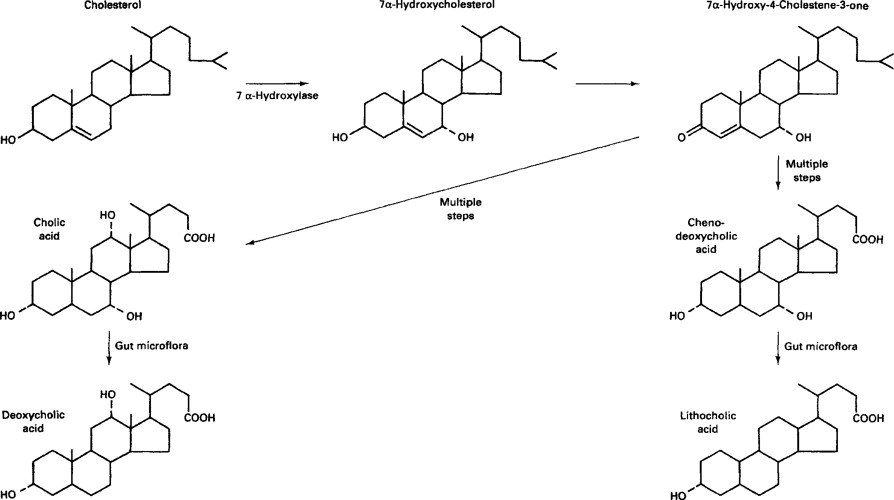 Umwandlung von Cholesterin in Gallensalze im Darm.