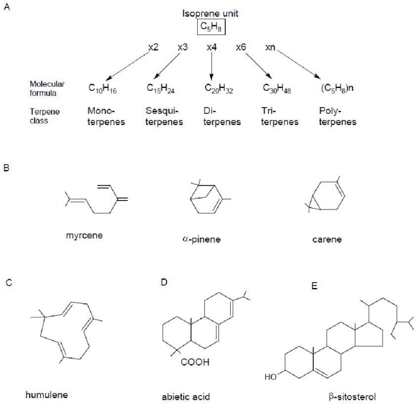 Klassifikation der Terpene basierend auf der Anzahl der Isopren-Einheiten: Monoterpene, Sesquiterpene, Diterpene und Triterpene mit Beispielen.