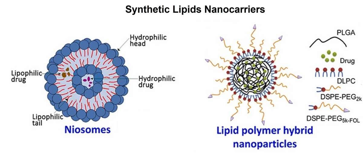 Synthetische lipidbasierte Nanocarrier: Niosomen und lipid-polymer-hybride Nanopartikel.