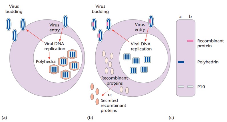 Baculovirus insect cell expression system