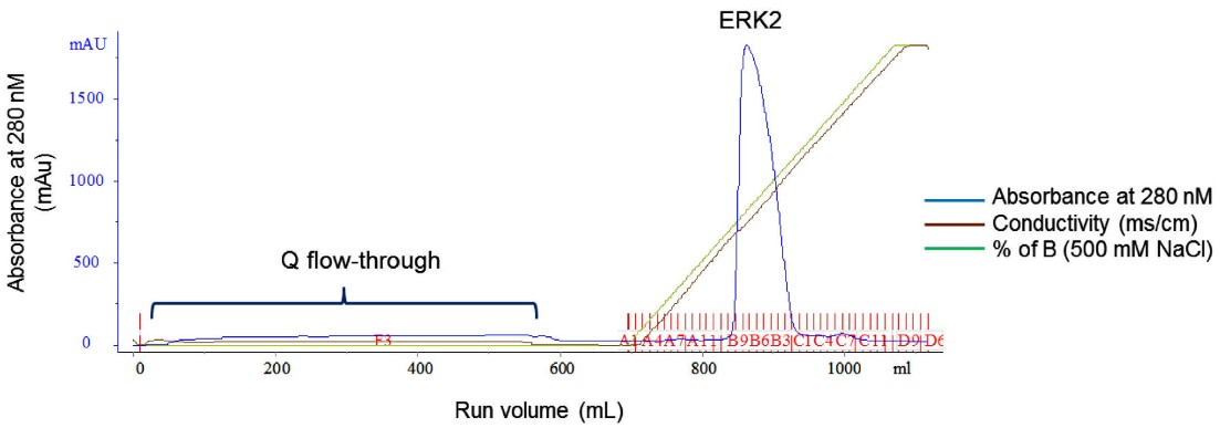 Expression, purification and characterization of inactive and active forms of ERK2 from insect expression system