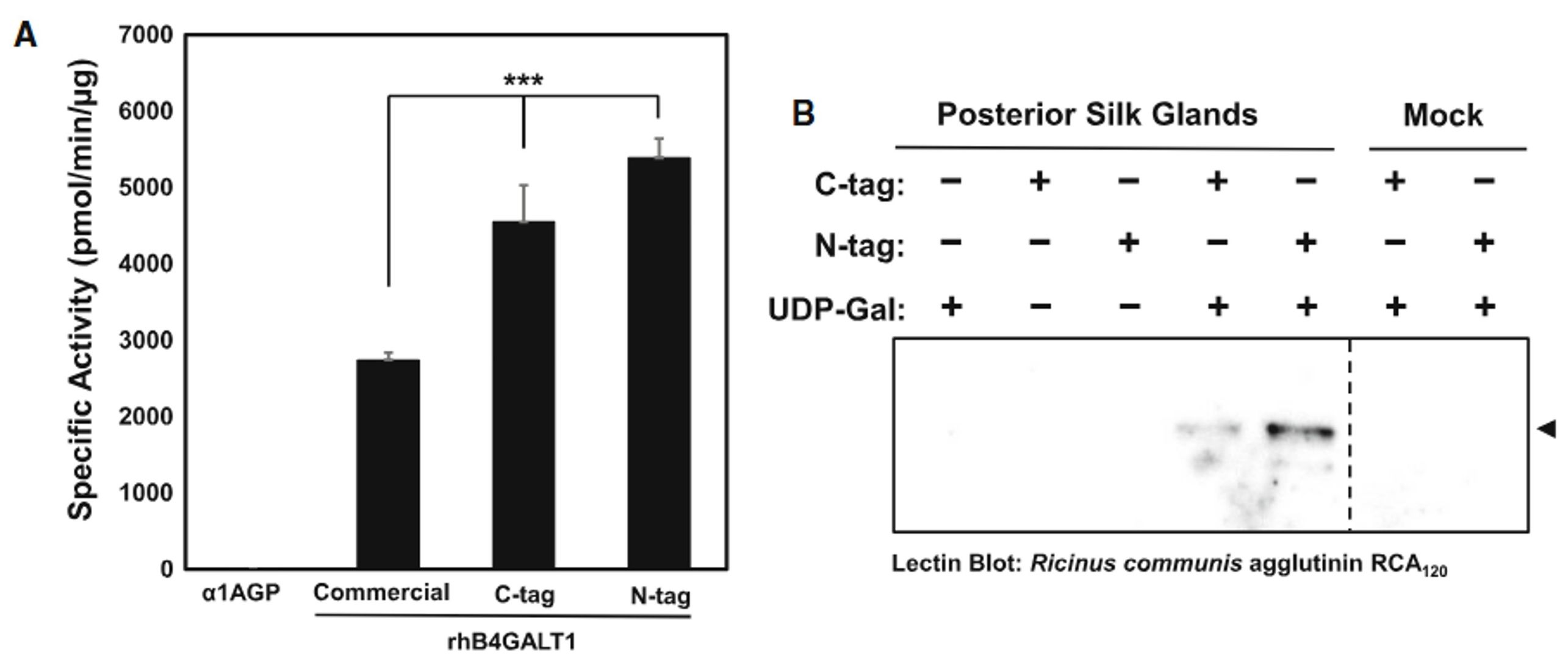 Expression and characterization of human β-1, 4-galactosyltransferase 1 (Β4galt1) using silkworm–baculovirus expression system