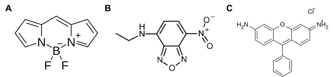 Fluoreszierende Gruppen in fluoreszierenden Lipiden: BODIPY, Nitrobenzoxadiazol und Rhodamin.