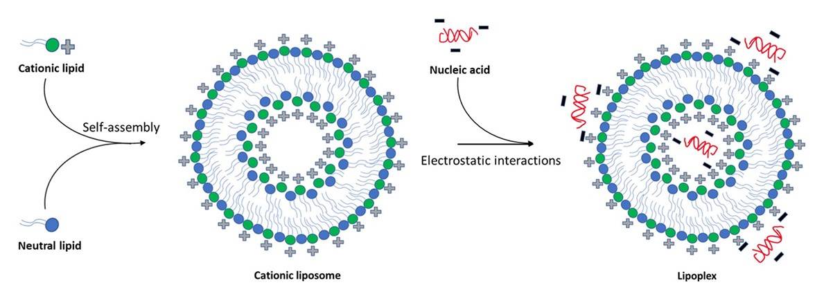 Elektrostatische Interaktion zwischen kationischen Lipiden und Nukleinsäuren, die Lipoplexe bilden.