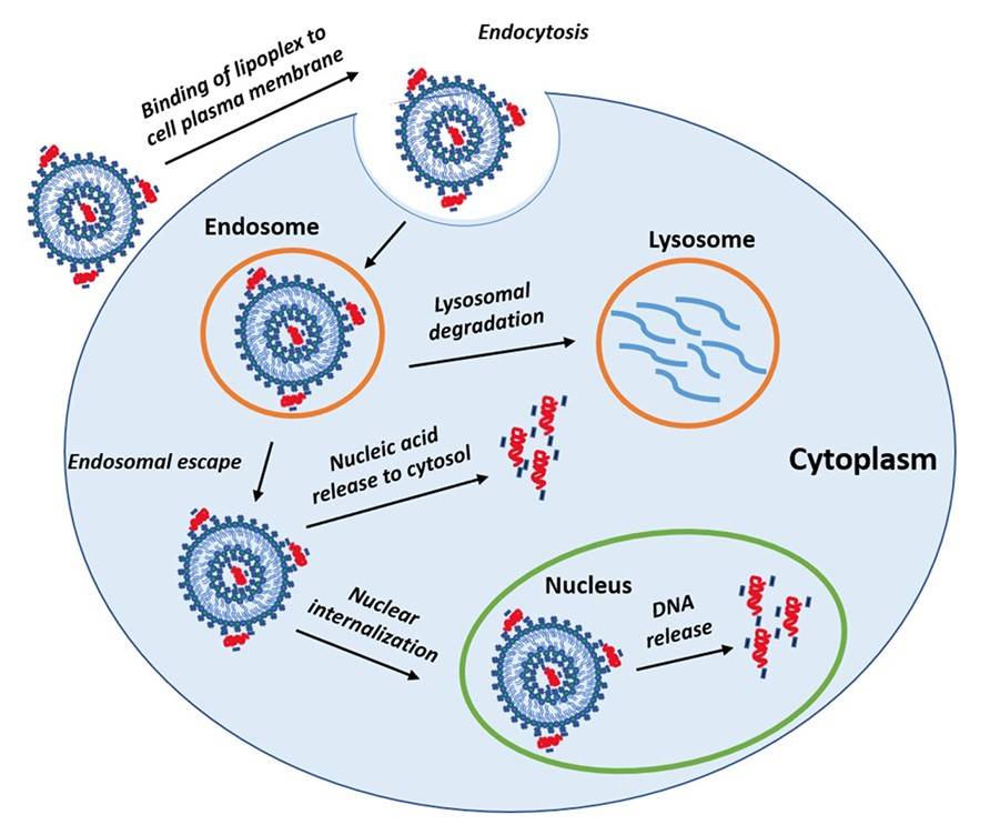 Genübertragungsprozess unter Verwendung von Lipoplex: Membranbindung, Endozytose, endosomale Flucht, nukleare Internalisierung und DNA-Freisetzung.