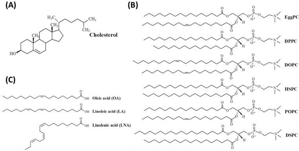 Beispiele für gängige neutrale Lipide: Cholesterin, Phospholipide und ungesättigte Fettsäuren.
