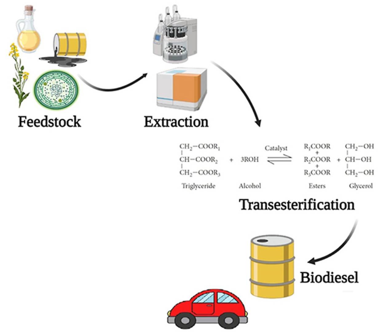 Prozess der Biokraftstoffproduktion unter Verwendung neutraler Lipide: Rohstoffextraktion und Transesterifizierung zu Biodiesel.