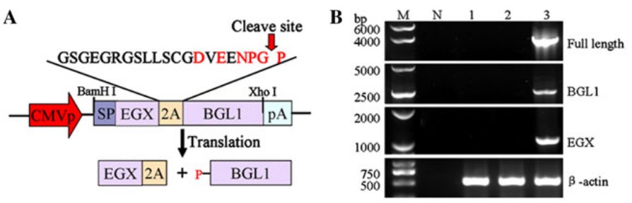 Ko-Expression zweier fibrolytischer Enzymgene in CHO-Zellen und transgenen Mäusen