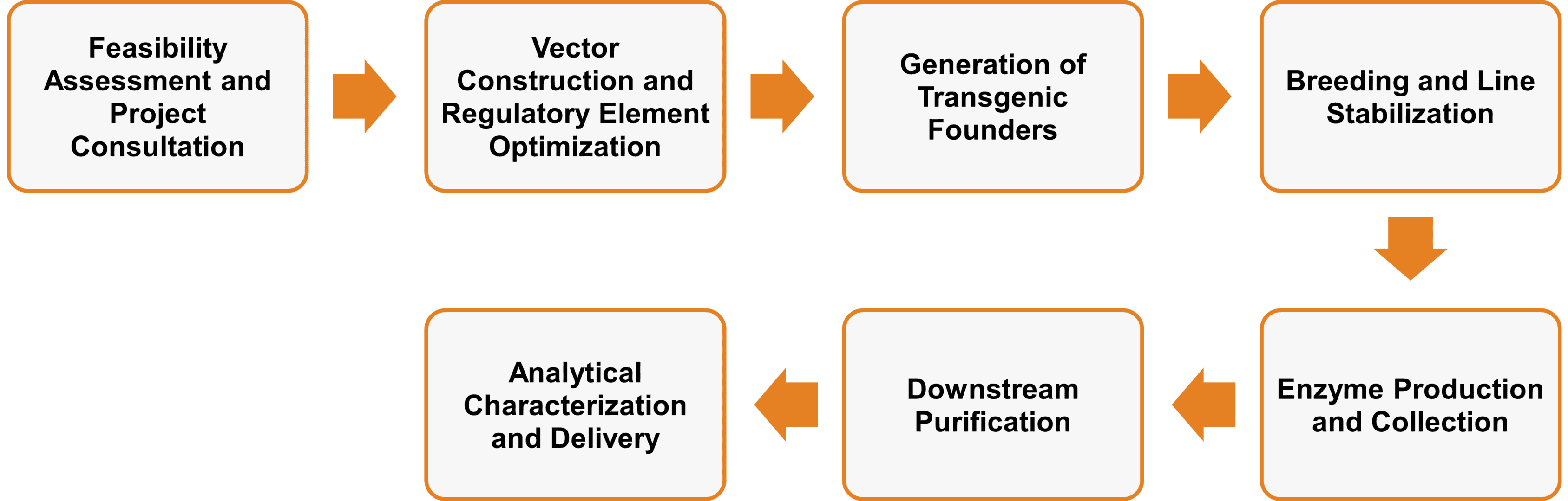 Workflow der Enzym-Expressionsservices in transgenen Tieren